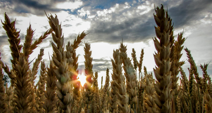 Regime Especial para Cooperativas: vantagens competitivas na Reforma Tributária